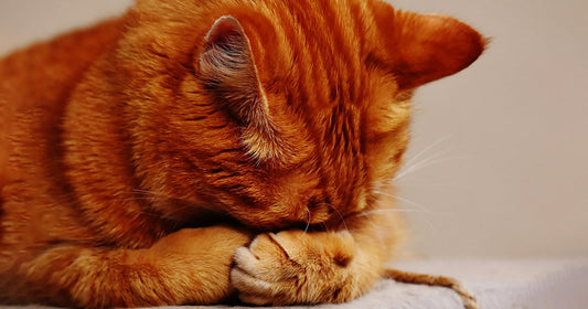 How to Help Your Stressed Cat