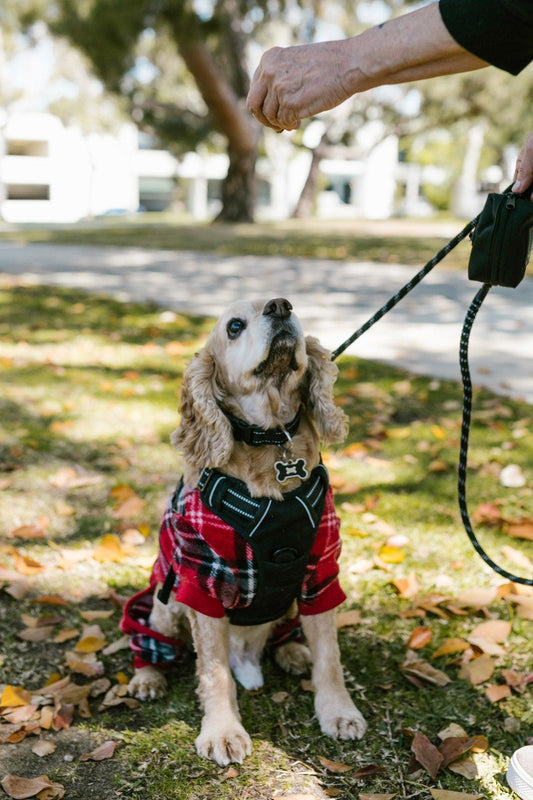 6 Tips For Your Pets Autumn Health