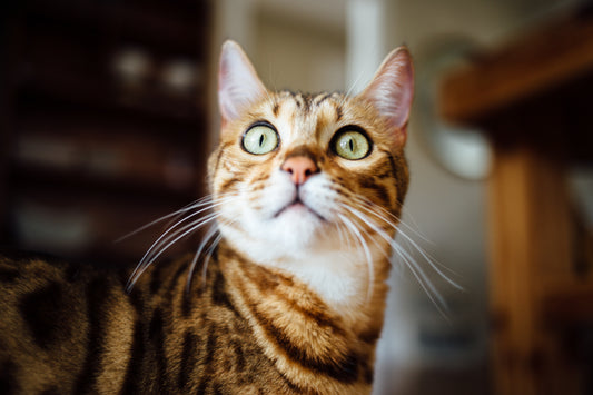 Cat Toys - Improve Physical and Emotional Health of Your Cat