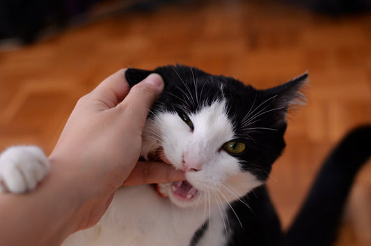 why does my cat bite me when i pet her