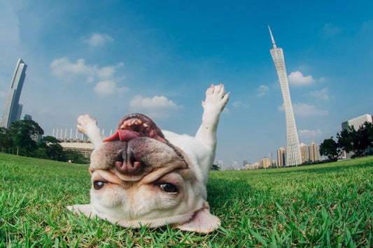 Know 5 Benefits of Walking Your Dog