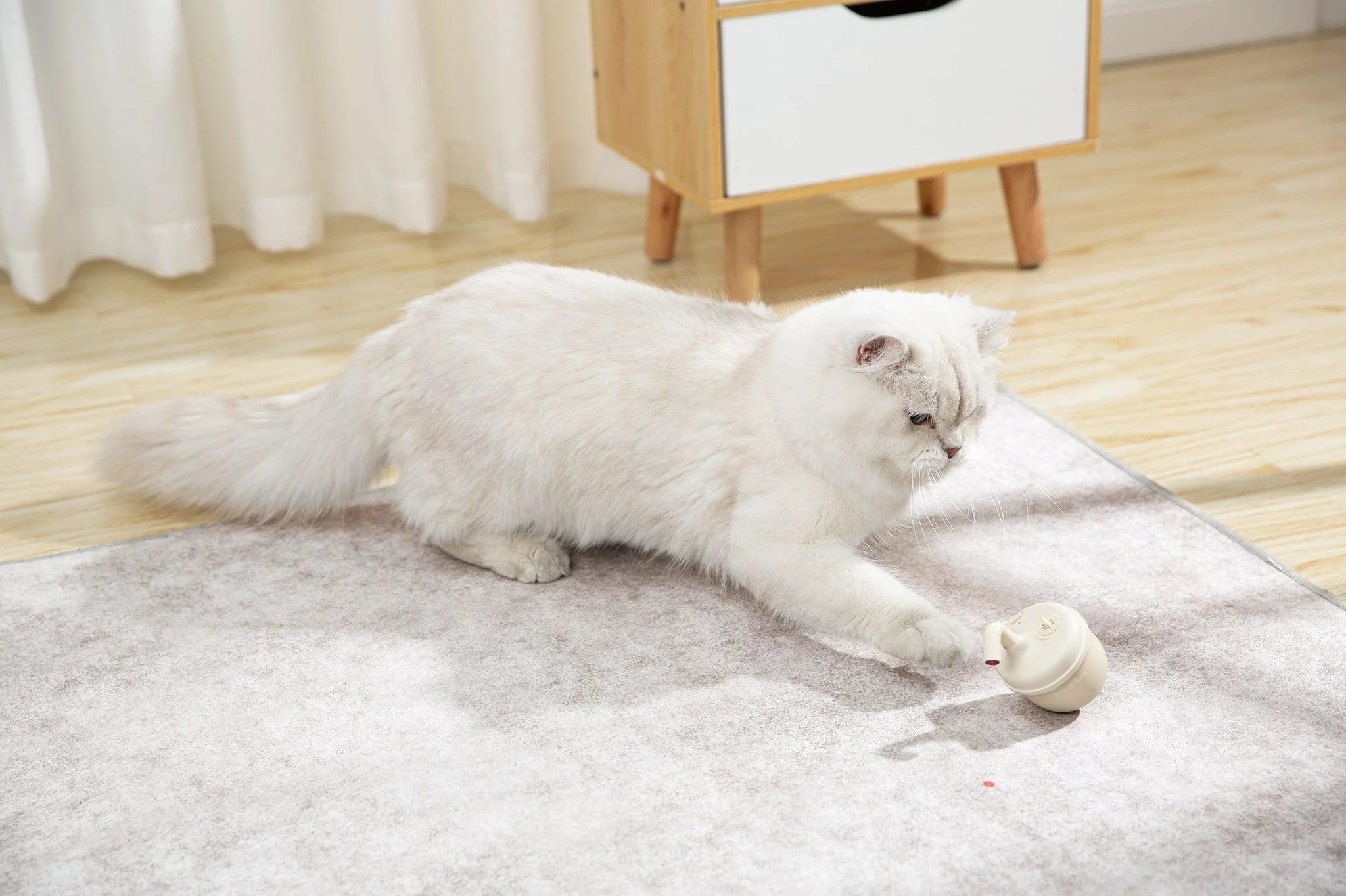Is laser pointer top bad for cats
