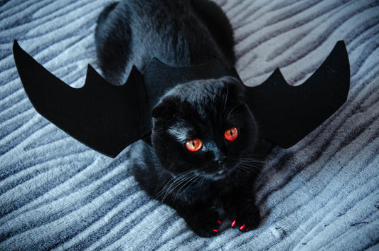 halloween cat costume