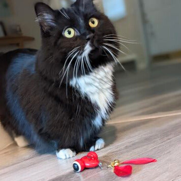 KiTiFISH Smart Interactive Cat Toy-Choose Original or 2024 Upgraded V2