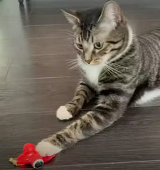 Cat playing with Goldfish Toy