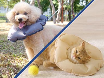 Dog with cone toy