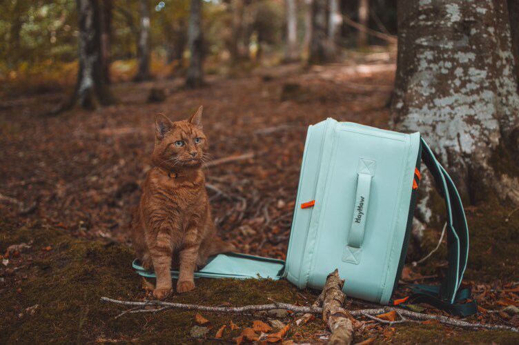 The Ultimate Guide to Cat Carrier Backpacks: Why Every Cat Owner Needs One