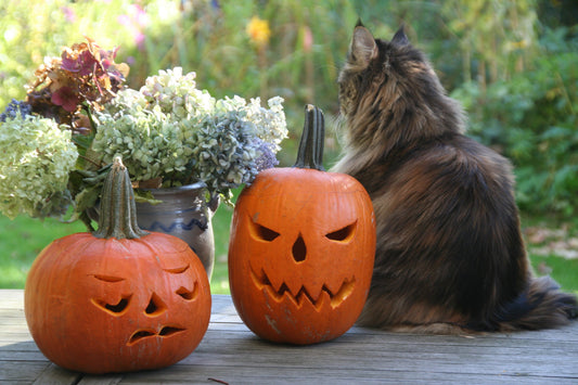 Halloween costumes for cats
