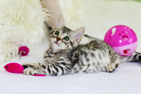 wholesale cat toys