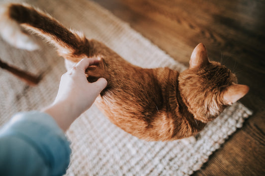 Benefits of Interactive Cat Toys for Indoor Cats