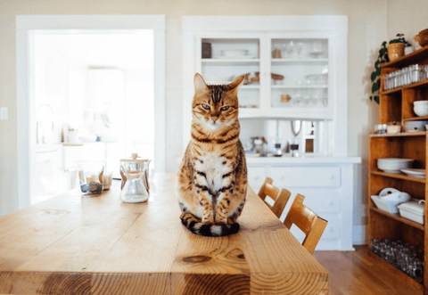 automatic cat toys