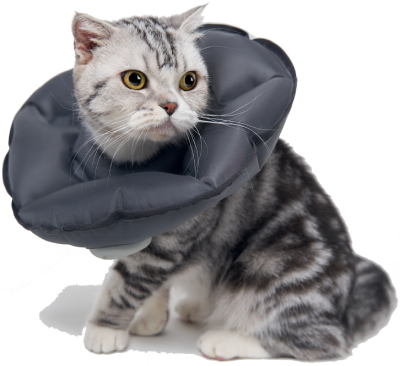 Inflatable Pet Cone