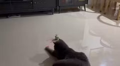 Cat Laser Toy 