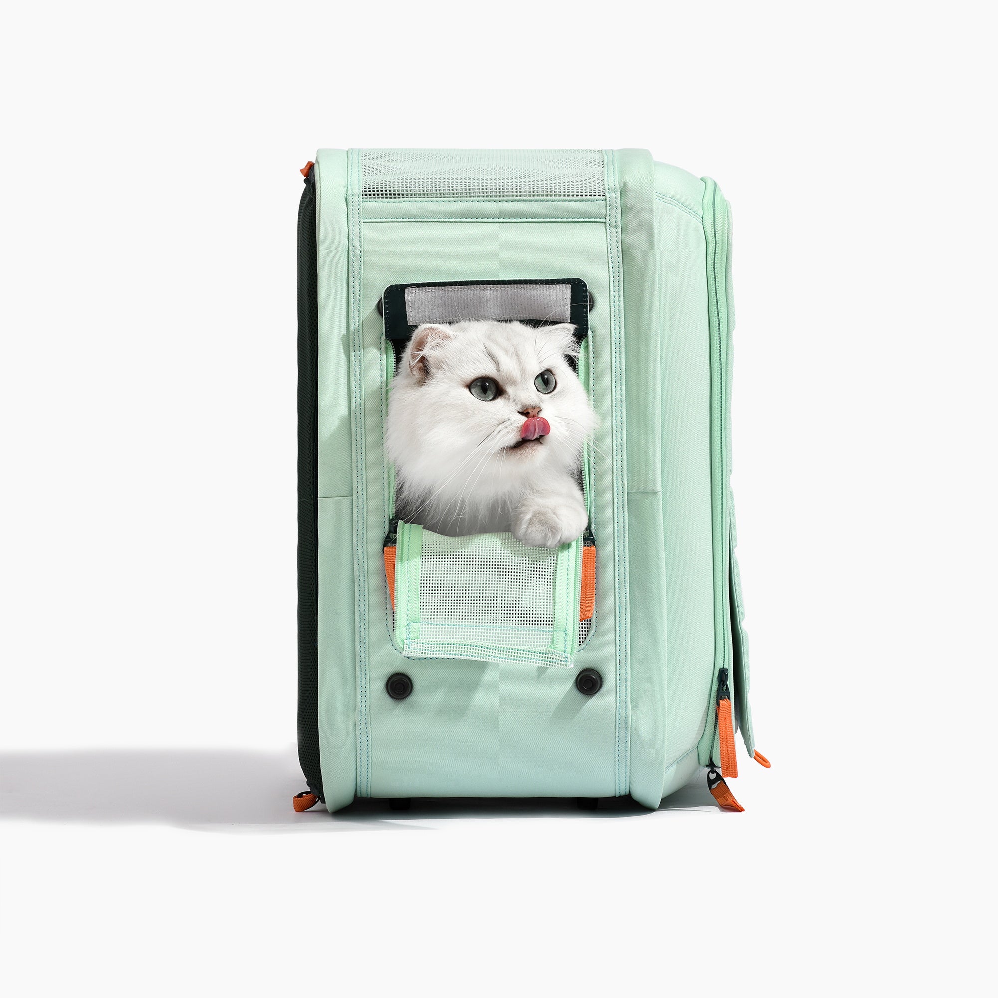 3 cat carrier best sale