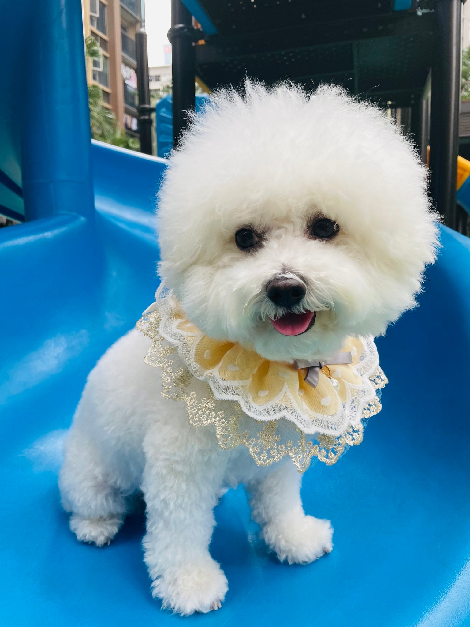 Beautiful Dog