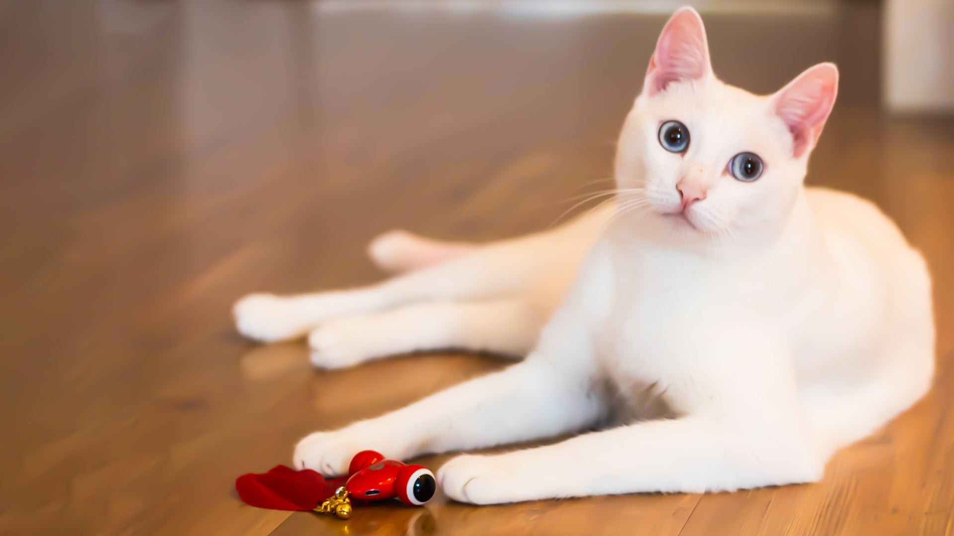 white cat with goldfish toy