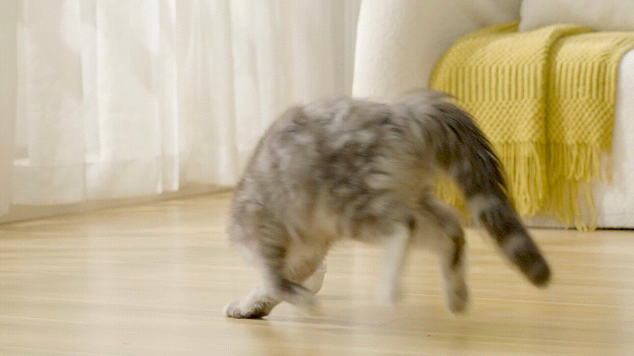 cat playing with toy