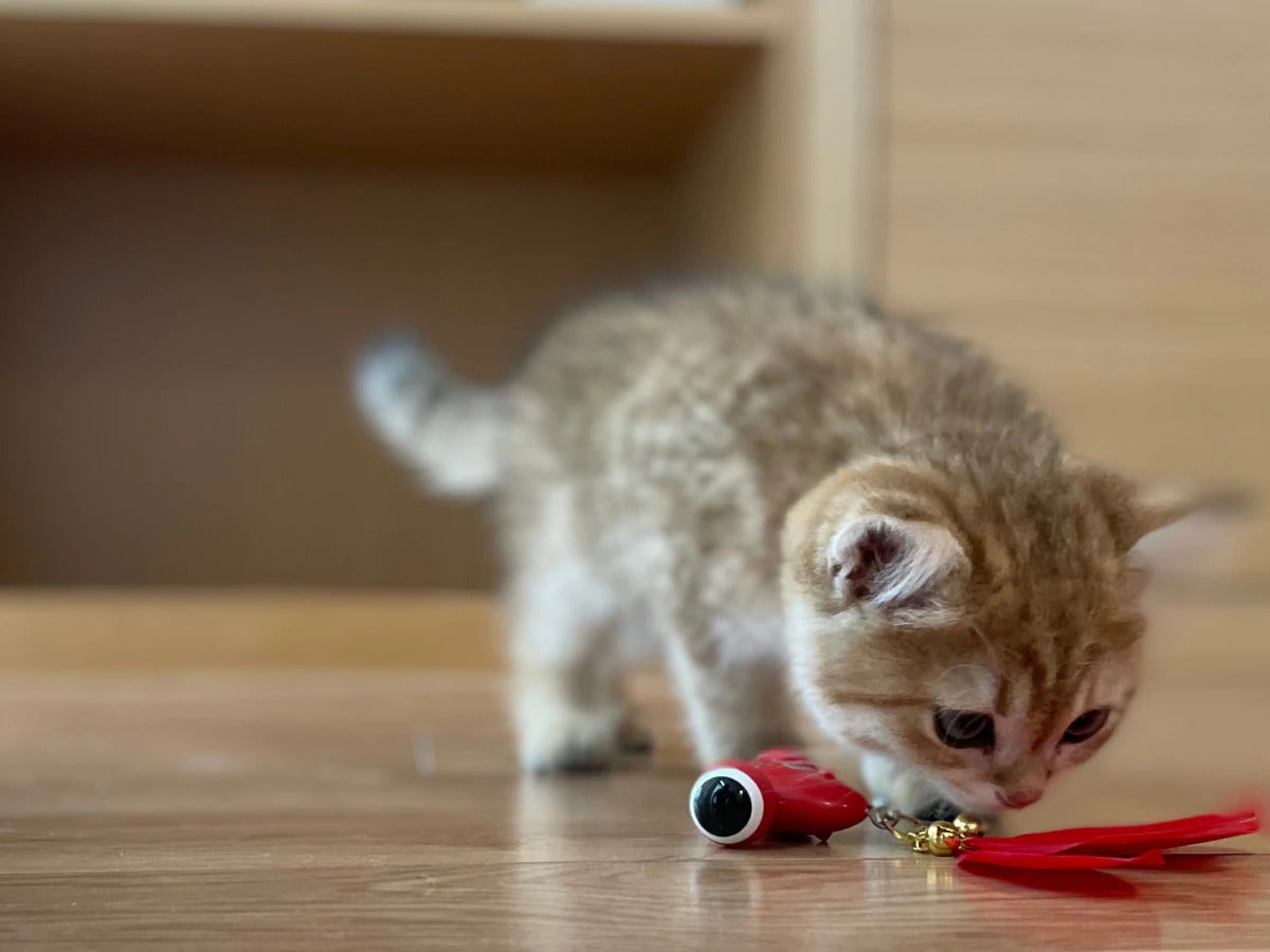 cat playing with red feather toy