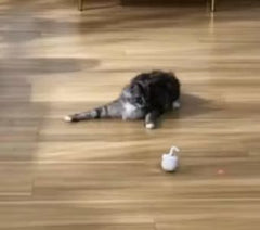Laser ball cat toy