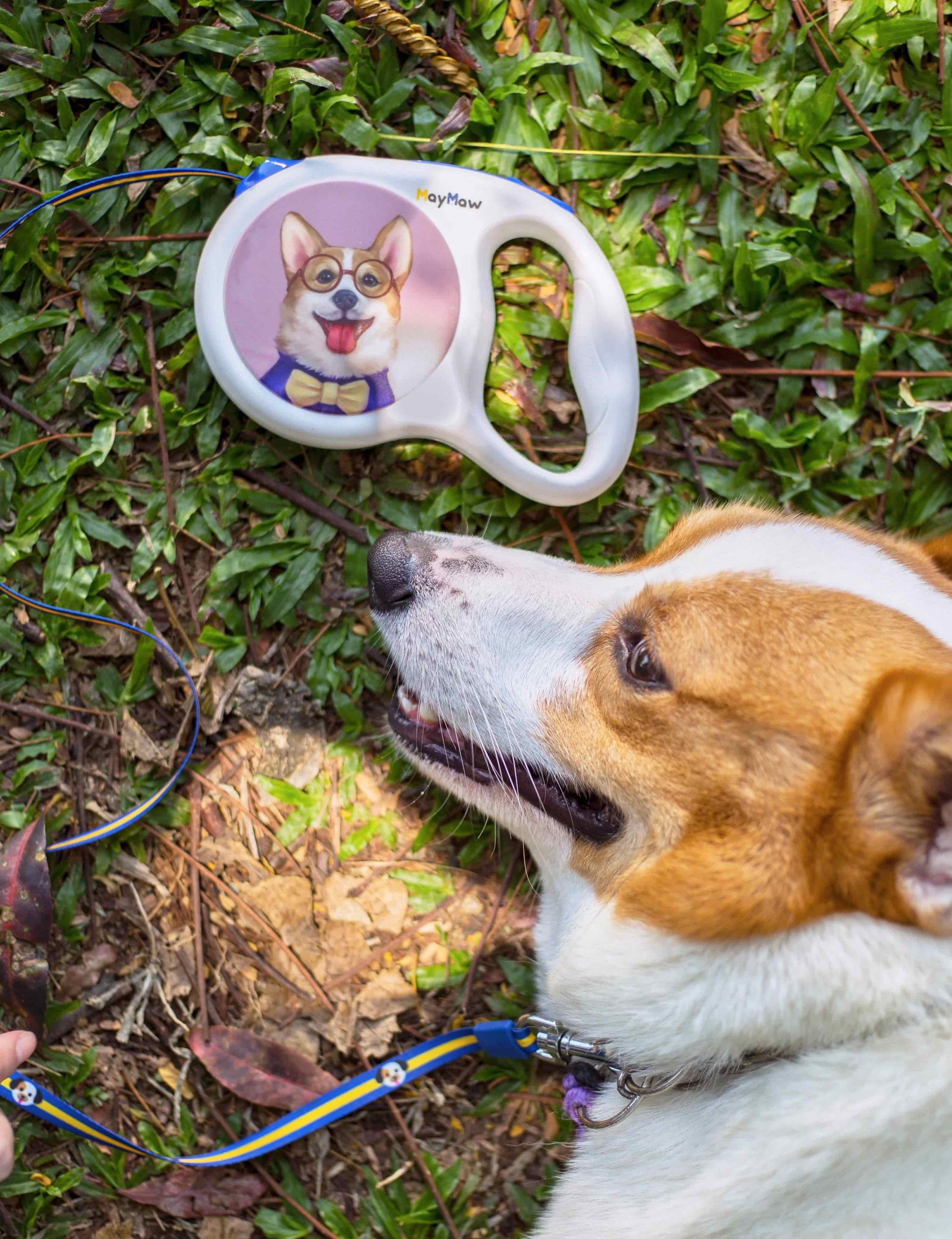 dog with retractable dog leash