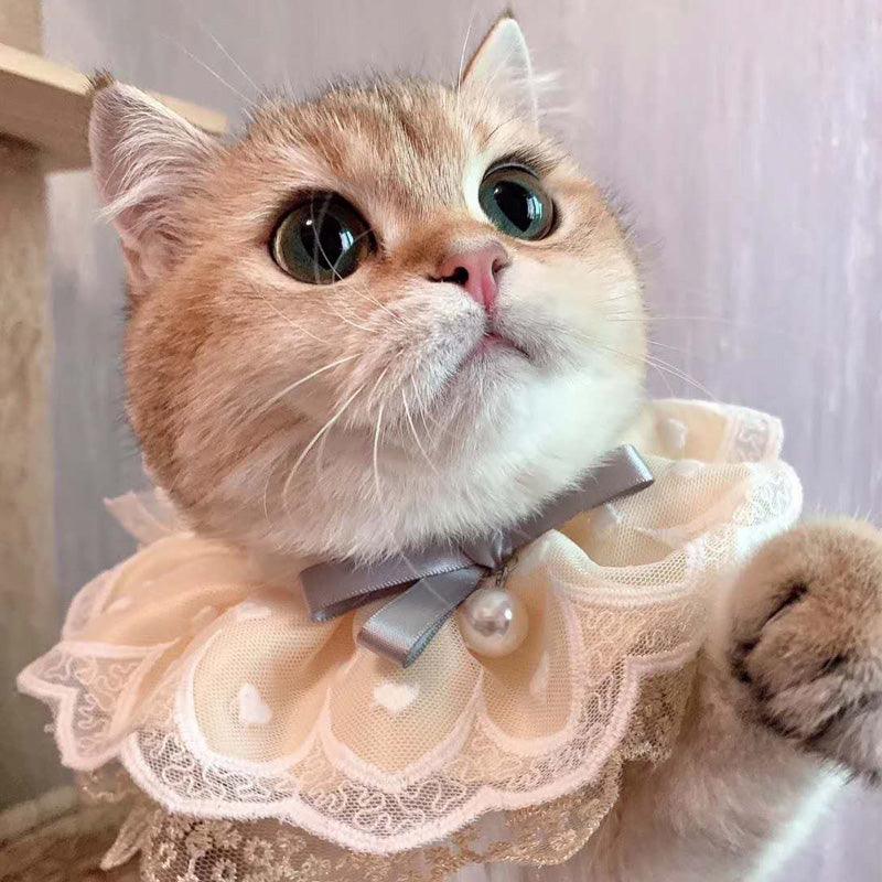 cute home cat wearing bandana