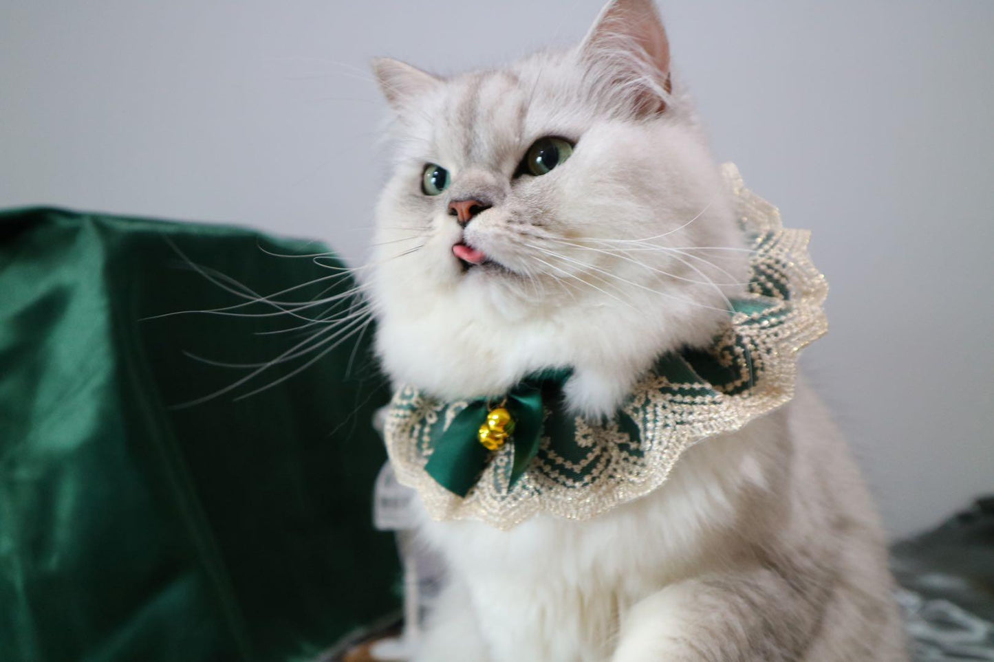 white cat wearing green bandana with adorable bowknot