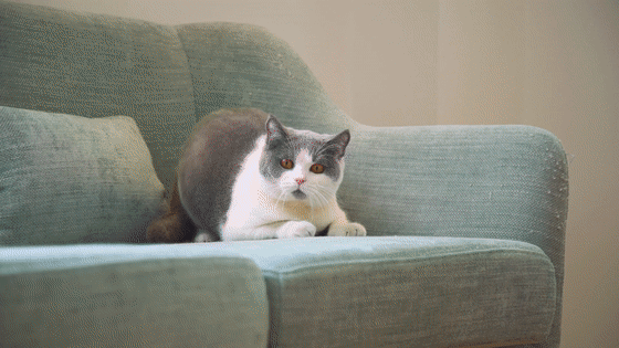 Interactive Feather Toy Automatic Interactive Cat Toy With Feather